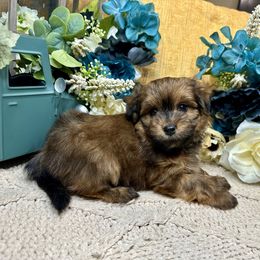 Havanese Puppies from Arabella Havanese