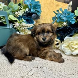 Havanese Puppies from Arabella Havanese