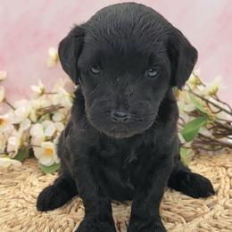 7 and 7 - Black and white female Aussiedoodle puppy in Boonville, North Carolina from Branch Creek kennels