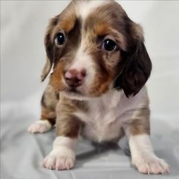 Sundance - Dapple male Dachshund puppy in Arthur, Illinois from Dachs and Poms