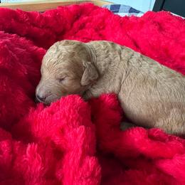 Lincoln - Apricot male Goldendoodle puppy in De Land, Florida from Rezapour Doodle Estate