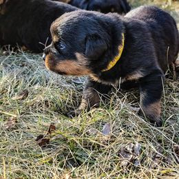 Rottweiler Puppies from Grohn Grown Rottweilers