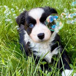 Boy 1 - Black & white male Miniature Australian Shepherd puppy in Turner, Maine from Bear Pond Aussies / Leonbergers of Maine