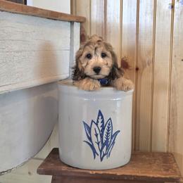 AKC Meet Lake :) - Cream male Dachshund puppy in Centerville, Iowa from Barnyard Dachshunds, Dals & Doodles