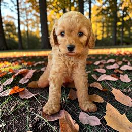 Red Boy - Apricot male Cavapoo puppy in Lavon, Texas from Magnolia Prairie Doodles