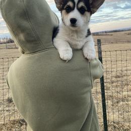 Dodge - Black and tan male Pembroke Welsh Corgi puppy in Greentop, Missouri from Sevits Corgis & Golden Retrievers