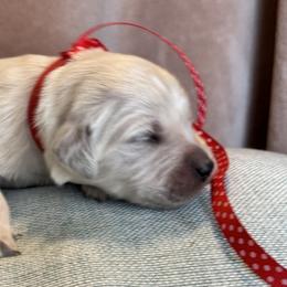 Mr Red - Light golden male Golden Retriever puppy in Patterson, California from Trusted Valley Retrievers