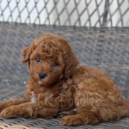 Bonaire - Red  male Poodle puppy in Belleville, New Jersey from TK Poodles