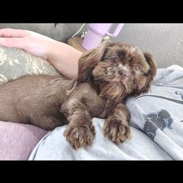 Gretchen - Shih Tzu