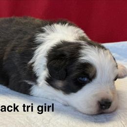 SR1 - Black tri-color female Australian Shepherd puppy in Ada, Ohio from Windy Hill Aussies