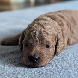 Orange collar - Cream male Goldendoodle puppy in Connecticut from Valley View Doodles