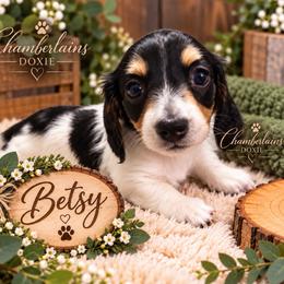 Betsy - Piebald female Dachshund puppy in Central Point, Oregon from Chamberlains Doxie