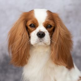 Sailor - Cavalier King Charles Spaniel