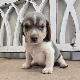 Blue - Blue tan and white male Beagle puppy in Henefer, Utah from Lazy G Kennels