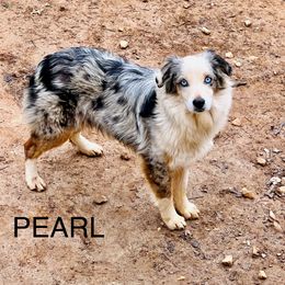 Pearl - Toy Australian Shepherd