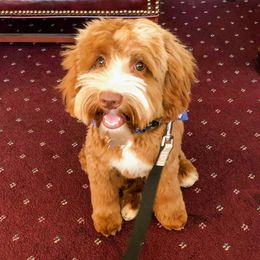 Digger - Australian Labradoodle