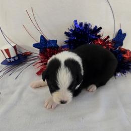 Girl 4 - Black tri-color female Australian Shepherd puppy in Lakeland, Florida from Diamond P Australian Shepherds