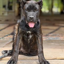 Naudi - Black female Cane Corso puppy in Sandia, Texas from OneTime Cane Corso
