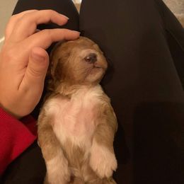 Goldendoodle Puppies from Summer Golden Doodles