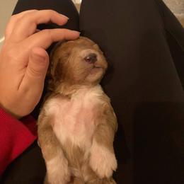 Goldendoodle Puppies from Summer Golden Doodles