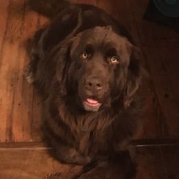 Desi - Newfoundland