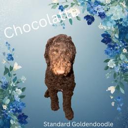 Choco latte - Chocolate male Goldendoodle puppy in Arlington, Texas from Chambers Doodle Patch