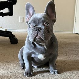 French Bulldogs from River City Elite Frenchies LLC