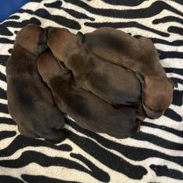 Athos - Red male Dachshund puppy in Crystal, Michigan from Mare-Bella Smoothcoat Edition