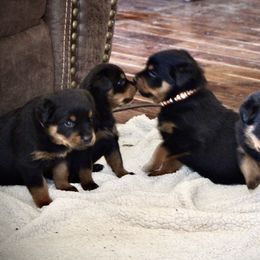 Rottweiler Puppies from Cross Creek Rottweilers