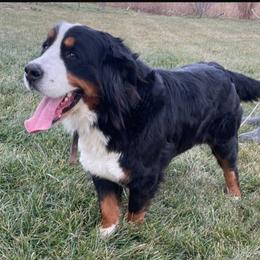 Trixy - Bernese Mountain Dog