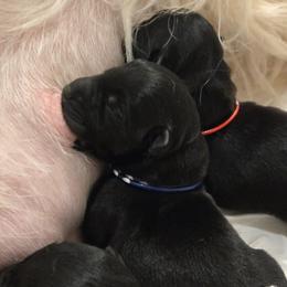 Scottish Terrier puppies from Scotch McLaren Terriers