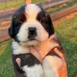 Saint Bernards from Saints In The Valley!