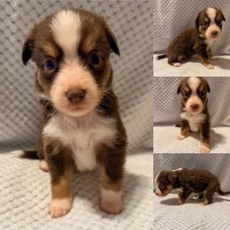 Red tri male - Red tri male Toy Australian Shepherd puppy in Brooker, Florida from Honey, I Shrunk the Aussies