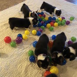 Pembroke Welsh Corgi Puppies from Shabby Chic Corgis