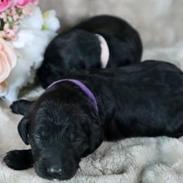 Bernedoodle Puppies from Halo BerneDo