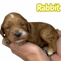 Rabbit - Red female Australian Labradoodle puppy in Upland, California from Kings Labradoodles