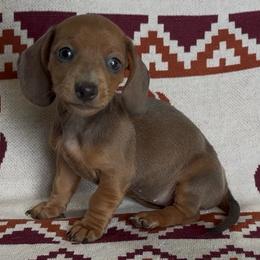Whiskey - Red female Dachshund puppy in Escalon, California from Dashing Dachshunds RF
