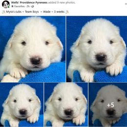 Wade - White male Great Pyrenees puppy in Silex, Missouri from Wells' Providence Pyrenees