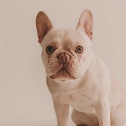 French Bulldogs from FamLee Frenchies