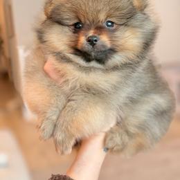 Russell - Red sable male Pomeranian puppy in Gilroy, California from Belt Fed Kennels