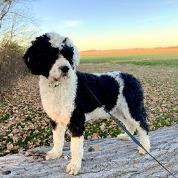 Archie - Portuguese Water Dog