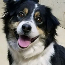 Miniature Australian Shepherds from Eagle Creek Aussies