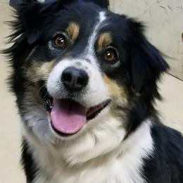 Miniature Australian Shepherds from Eagle Creek Aussies