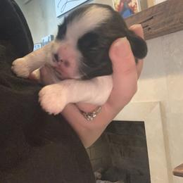 Girl 4 - Shih Tzu puppy in Chesapeake, Virginia from Gogol Family Shih Tzus