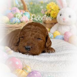 Connie - Red  female Poodle puppy in Fresno, California from Bell’s Poodles Of California