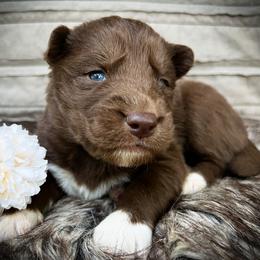Rex - Red and white male Siberian Husky puppy in Union Grove, Alabama from Southern Siberian Life