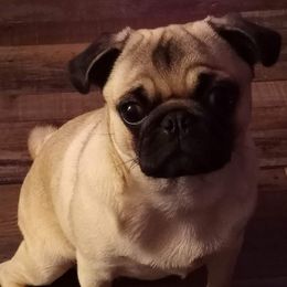 Pugs from Gadsden Pugs