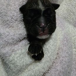Female 2 - Brindle female Boxer puppy in Warsaw, New York from Hillview Kennels