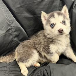 Female - Black and white female Siberian Husky puppy in Doswell, Virginia from Shinko Siberians
