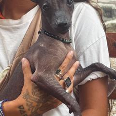 Xoloitzcuintli Puppies from Xolos Jazmin
